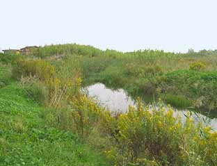 fioritura delle ginestre