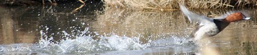 Moriglione, l'unica anatra tuffatrice incontrata - Foto di Valeria Mazzi