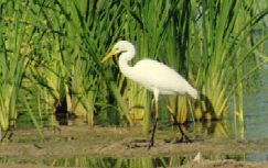 Egretta intermedia