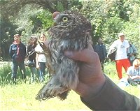 liberazione della Civetta dopo un periodo di ricovero al CRFS Bioparco Roma