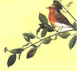Pettirosso