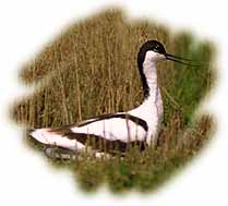 Avocetta