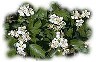 Biancospino