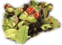 Caprifoglio