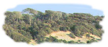 L'azione del mare