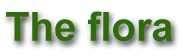 The flora