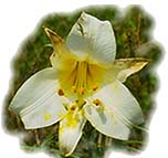 I profili naturalistici