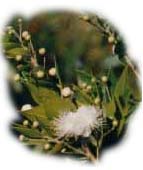 Mirto in fiore
