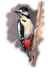 Picchio Rosso Maggiore
