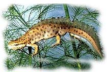 Tritone punteggiato