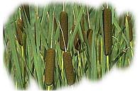 Typha